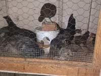 Chickens — լուսանկար 5
