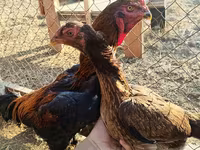 Shamo chickens — foto 3