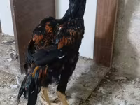 Chickens — รูปภาพ 7