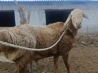 แกะตัวผู้, Arashan sheep — รูปภาพ 6