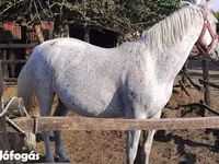 Kısrak, Lipizzaner — foto 1
