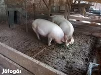خوک (گروه، جنسیت مشخص نشده), Крупная белая — عکس 2