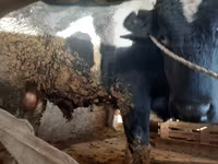 காளை, மாடுகள் — புகைப்படம் 2