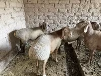 Cừu đực, Rhon sheep — ảnh 4