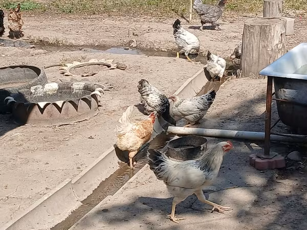 Chickens