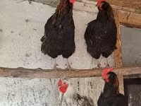 Chickens — 照片 6