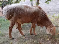 Montone, Arashan sheep — foto 4
