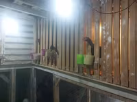 Chickens — ảnh 4