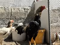 Chickens — عکس 3