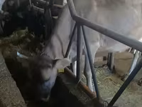 Vaca, Swiss cattle — foto 2