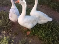 Geese — Foto 2