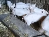 Хукҳо (партия, ҷинс муайян нашудааст), Хукҳо — акс 3