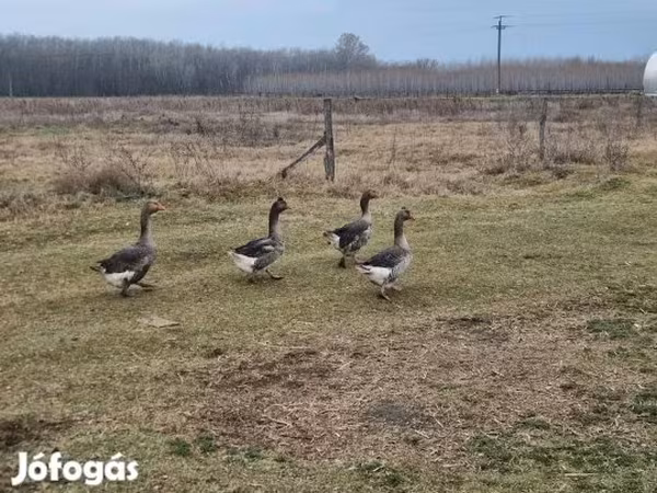Geese