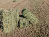 Vindem baloți de lucernă — foto 2