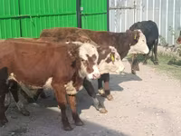 Toro, Bovini — foto 3
