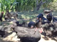 Chickens — foto 3