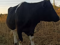 Krava, Russian Black pied cattle — foto 2