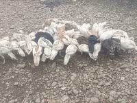 Turkeys — photo 1