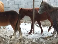 Hingst, Heste — foto 3