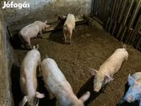 Locha, Świnie — zdjęcie 4
