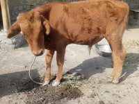 Bò đực, Gia súc — ảnh 3