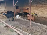 بکری, بکریاں — تصویر 7