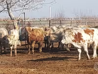 Bovini (lotto, sesso non specificato), Simmental cattle — foto 4