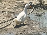 Ducks — फ़ोटो 1