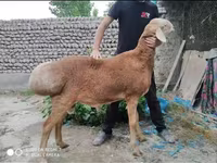 قوچ, گوسفند — عکس 4