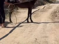 اسب نر, Karabakh horse — عکس 5
