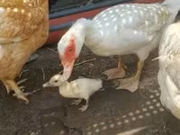 Domestic Muscovy — sawirka 1