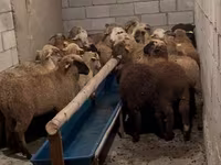 قوچ, Merino sheep — عکس 7