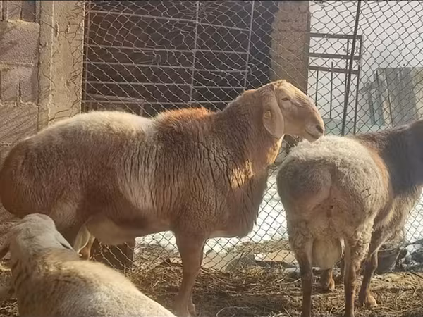 Ram, Arashan sheep — Kyrgyzstan