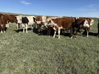 Toro, Mucca kazaka a testa bianca — foto 2