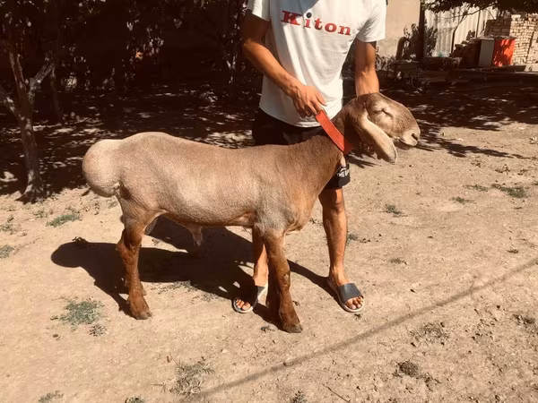 مینڈھا, Arashan sheep