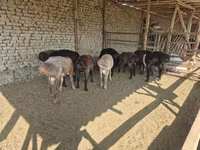Kambing jantan, Arashan sheep — foto 1