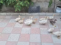 Ducks — عکس 2