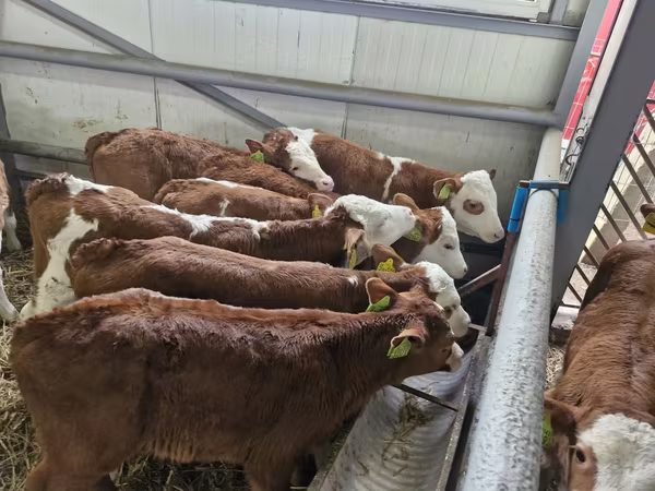 公牛, Simmental cattle