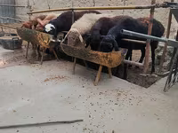 Kambing jantan, Sheep — foto 1