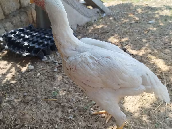 Chickens