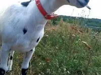 بز ماده, Nubian Goat — عکس 7
