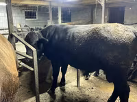 วัวตัวผู้, Swiss cattle — รูปภาพ 6