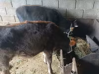 Sapi, Cattle — foto 6