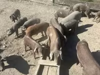 Schweine (Partie, Geschlecht nicht angegeben), Мангалица — Foto 5