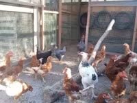 Chickens — foto 4