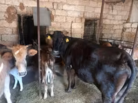 گاو ماده, Simmental cattle — عکس 7