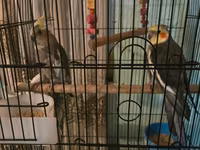 Məhsul: Nimfa papuqayları (Cockatiel) və qəfəs dəsti Təsvir: - — fotografija 3