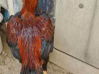 Chickens — عکس 2
