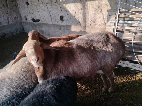 Ram, Edilbay sheep