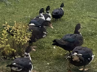 Turkeys — foto 2